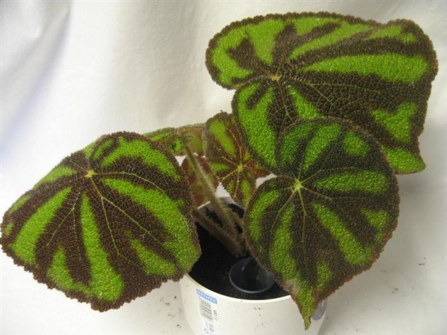 B. variegata